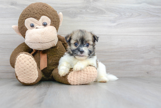 Havanese Pup Being Cute