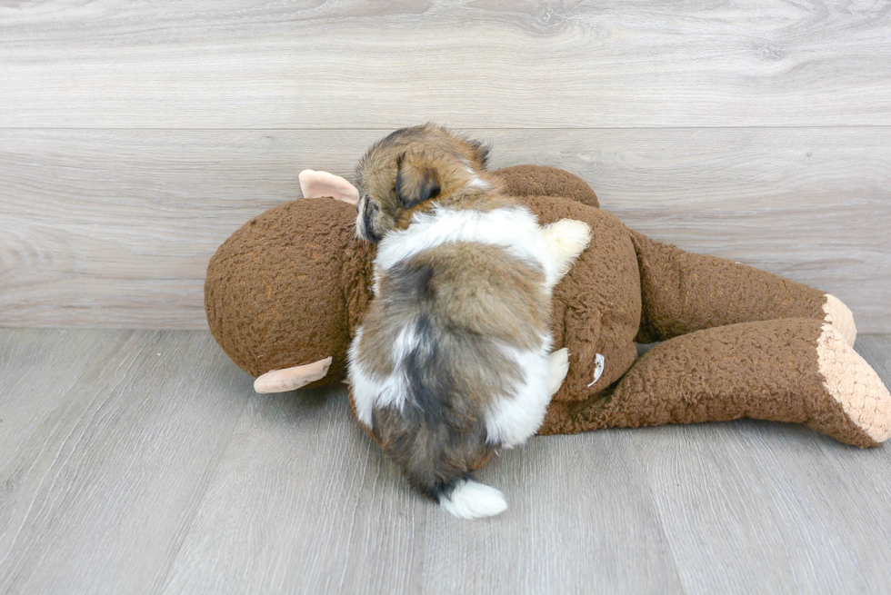 Sweet Havanese Purebred Puppy