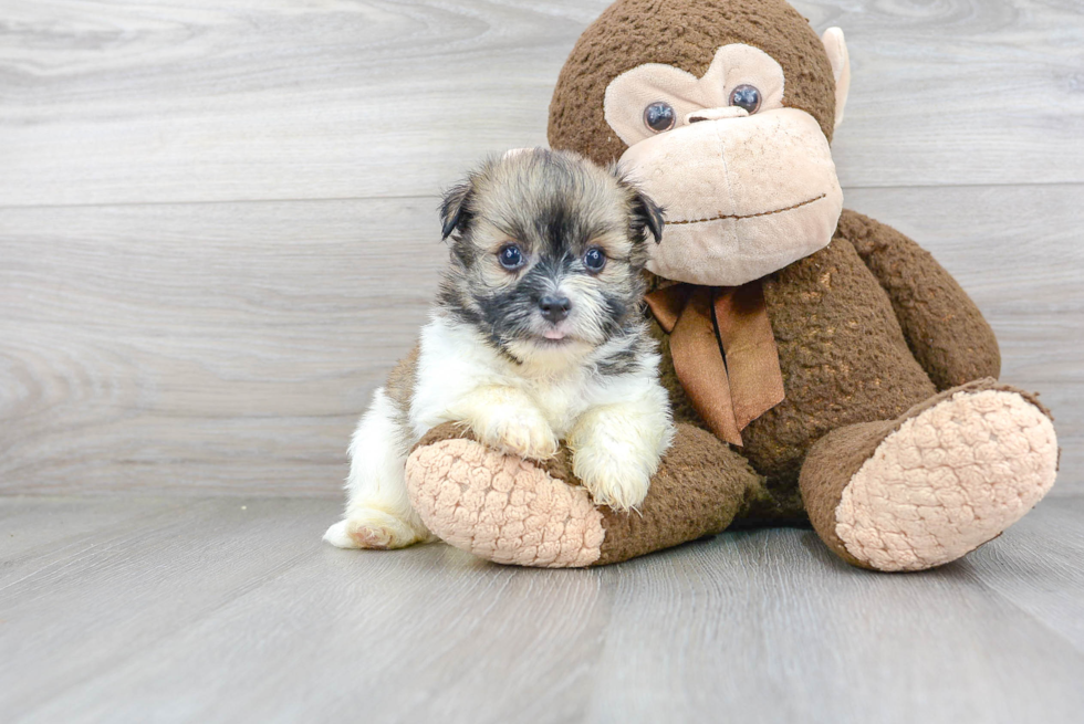 Hypoallergenic Havanese Baby