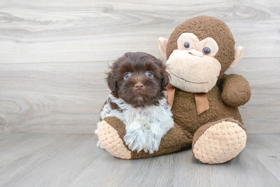 Hypoallergenic Havanese Purebred Pup