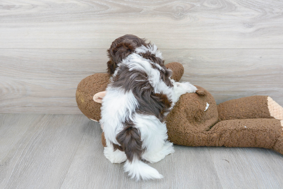 Small Havanese Purebred Pup