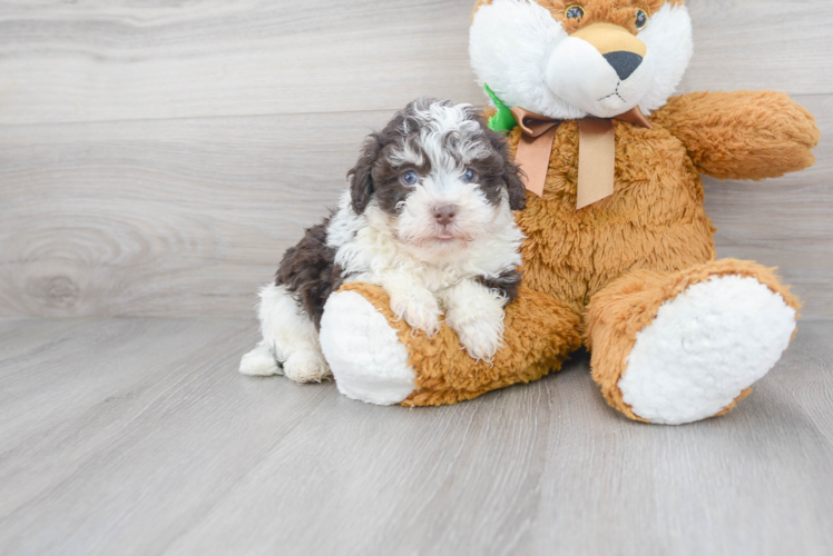 Cute Havanese Purebred Pup