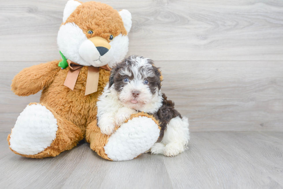 Havanese Pup Being Cute