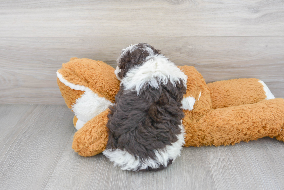 Havanese Puppy for Adoption
