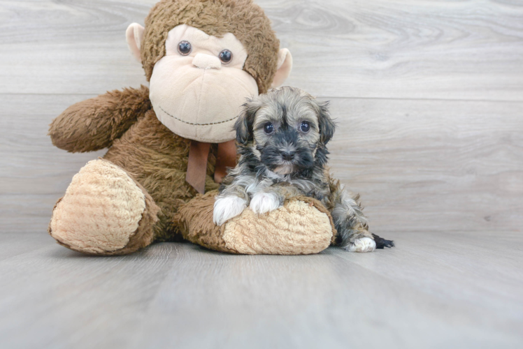 Best Havanese Baby