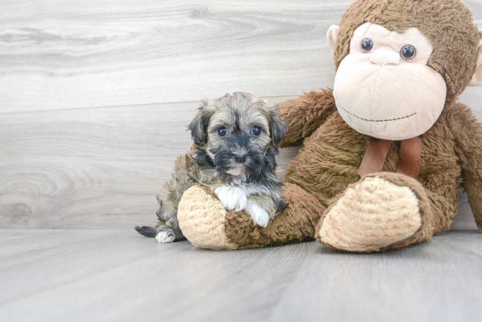 Funny Havanese Purebred Pup