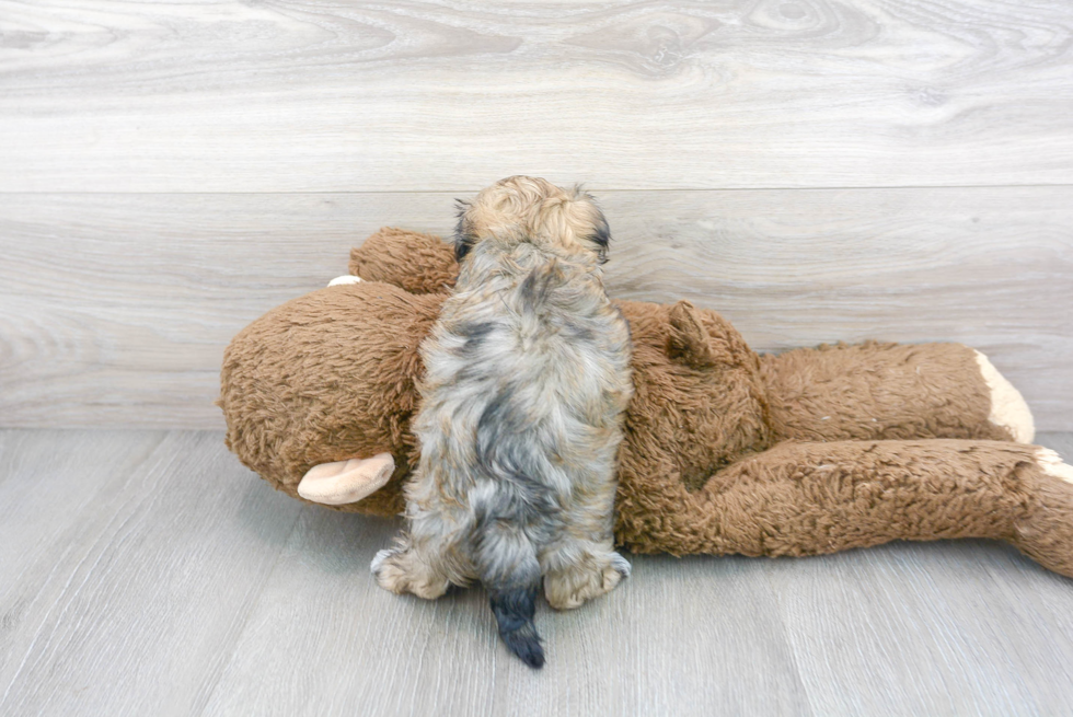 Little Havanese Purebred Pup