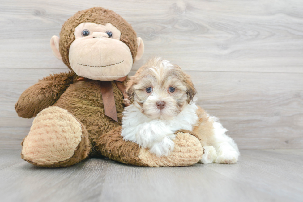 Funny Havanese Baby