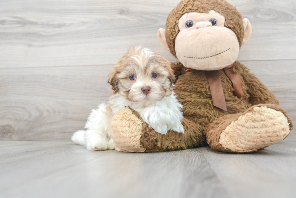 Energetic Havanese Purebred Puppy