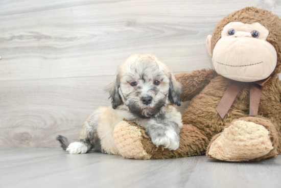 Petite Havanese Purebred Puppy