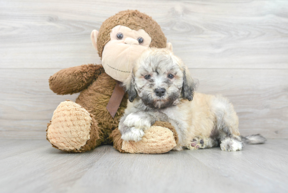 Havanese Pup Being Cute