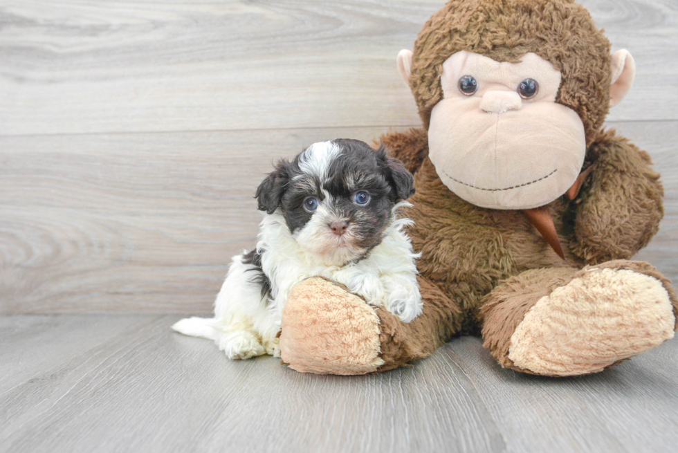 Akc Registered Havanese Purebred Pup