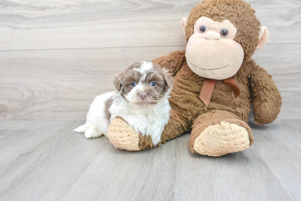 Cute Havanese Purebred Puppy