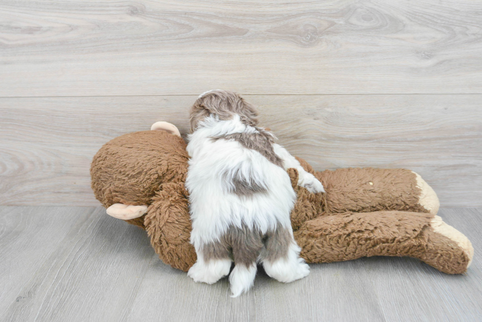 Havanese Puppy for Adoption