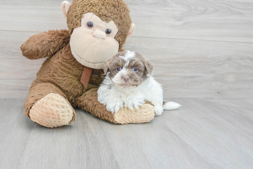 Energetic Havanese Purebred Puppy