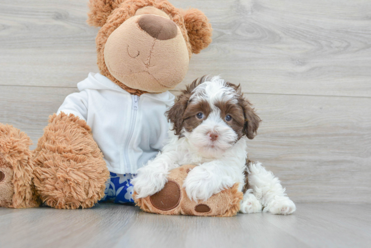 Popular Havanese Baby