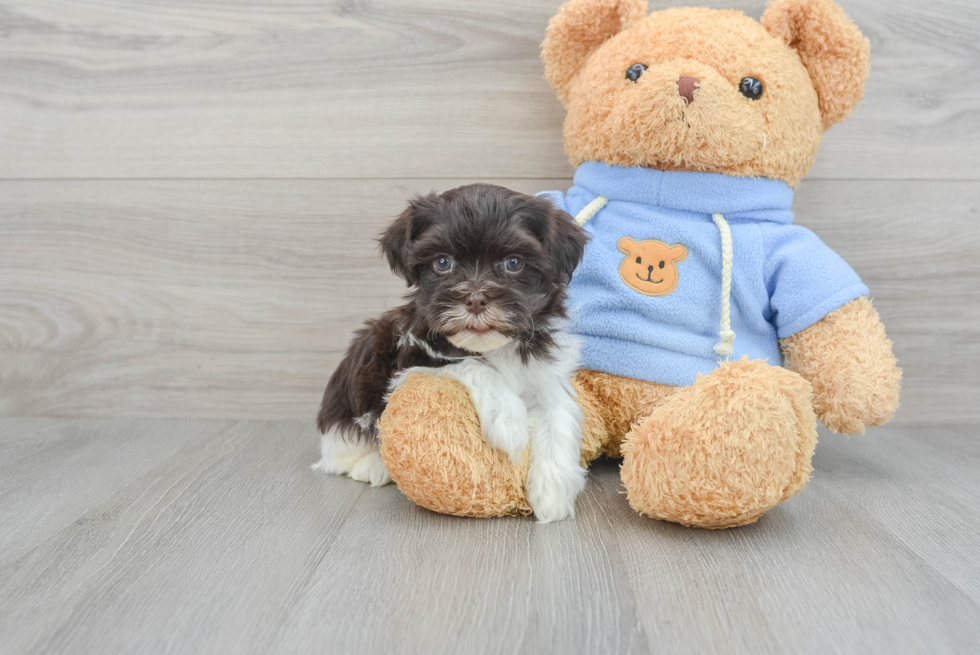 Adorable Havanese Purebred Puppy