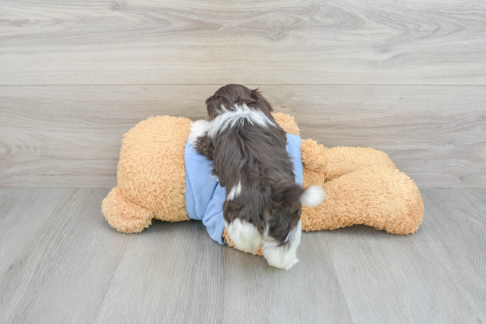 Playful Havanese Baby