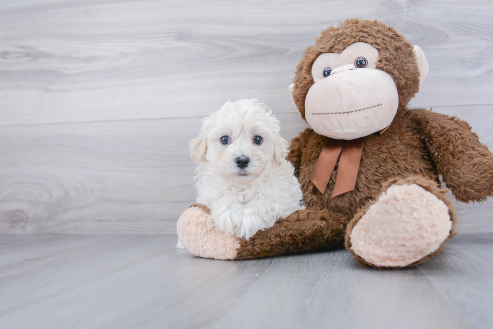 Havanese Pup Being Cute