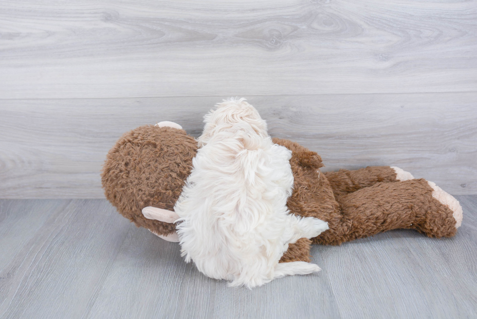 Playful Havanese Baby