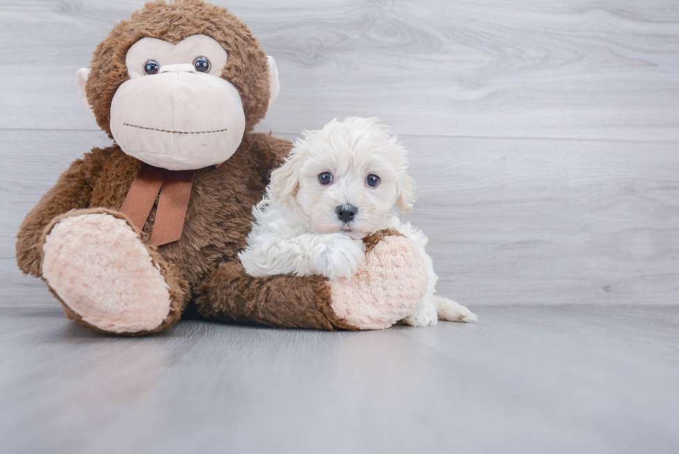 Havanese Pup Being Cute