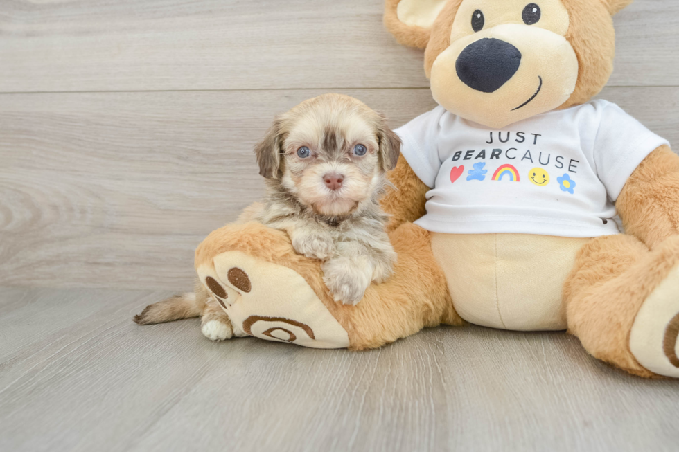 Cute Bichon Havanes Purebred Puppy