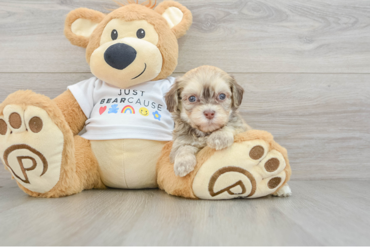 Petite Bichon Habanero Purebred Puppy