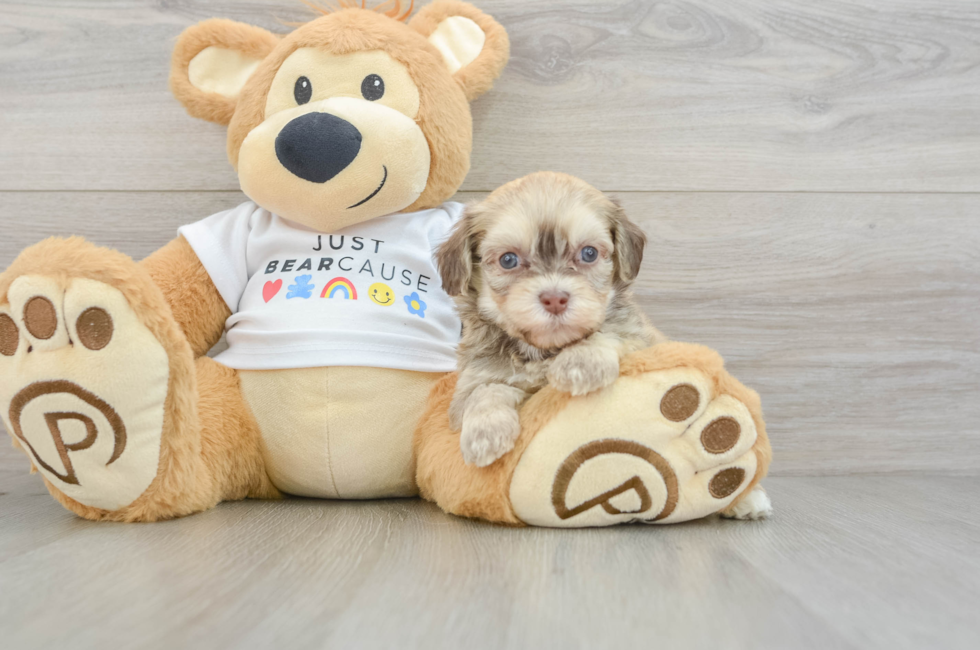 5 week old Havanese Puppy For Sale - Premier Pups