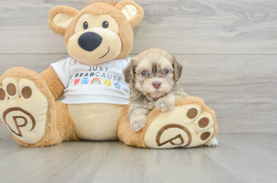 Petite Bichon Habanero Purebred Puppy