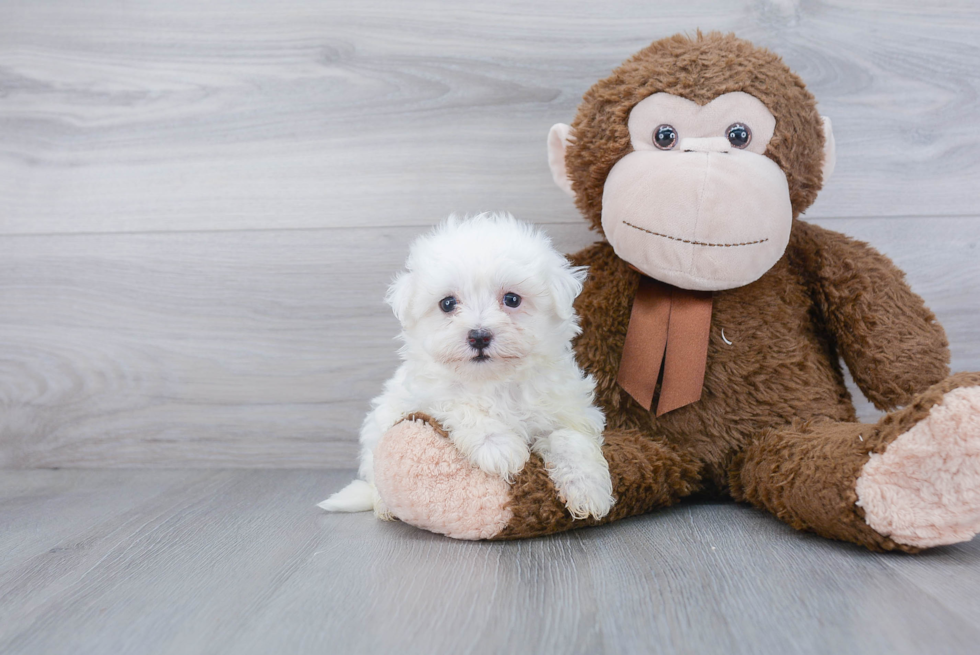 Fluffy Havanese Purebred Puppy