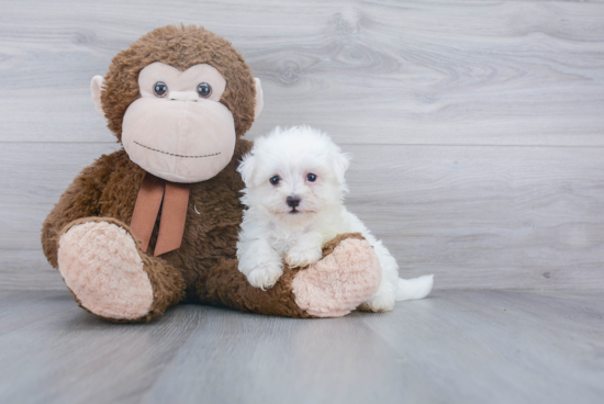 Energetic Havanese Purebred Puppy