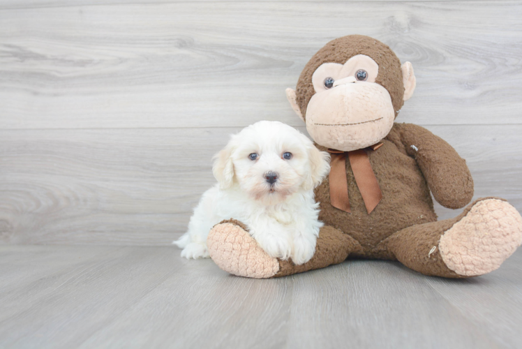 Havanese Pup Being Cute