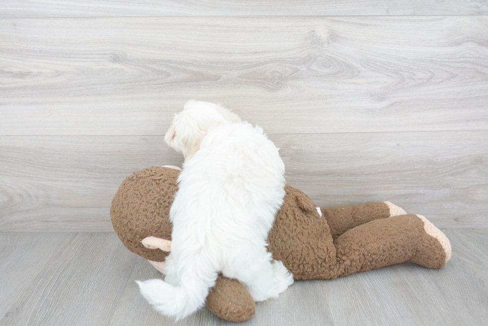 Small Havanese Purebred Pup