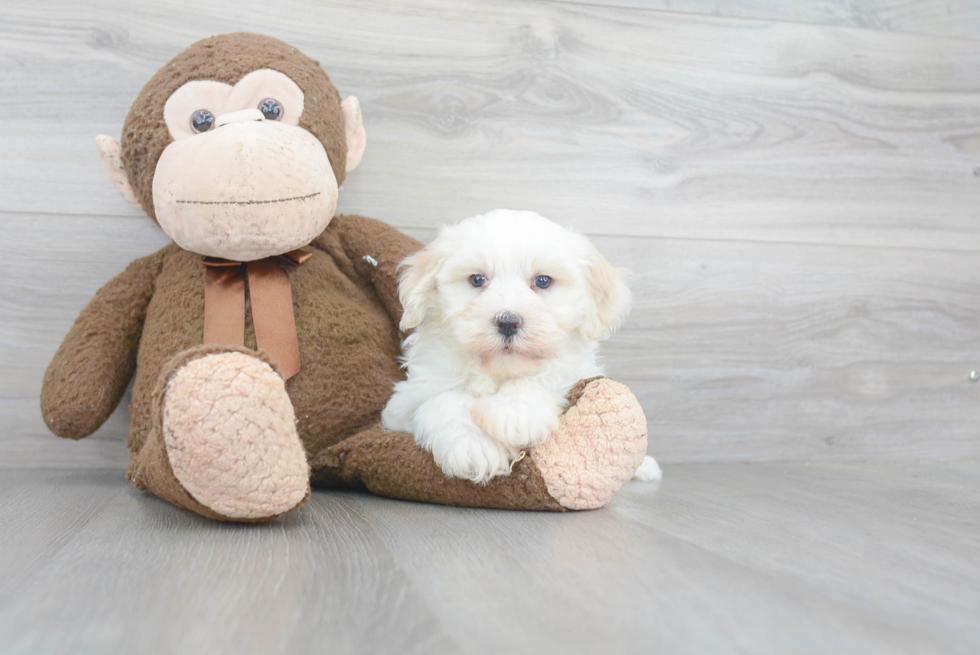 Little Havanese Purebred Pup