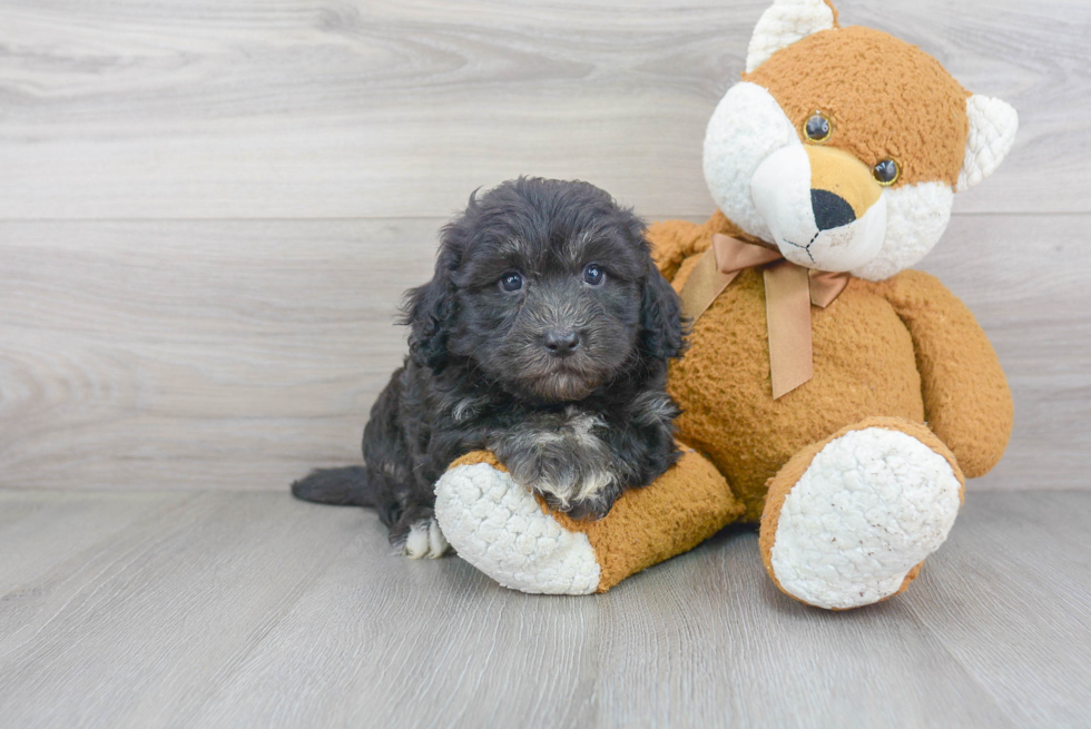 Best Havanese Baby