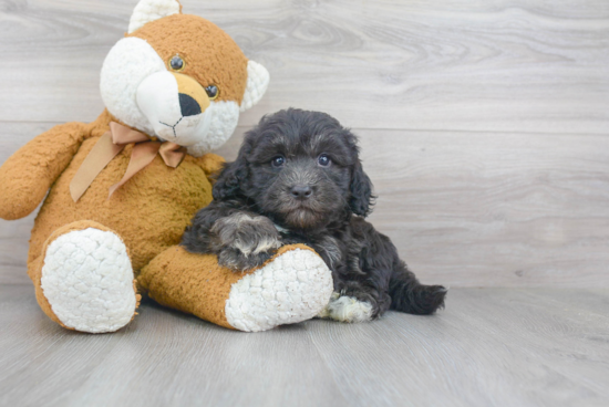 Havanese Pup Being Cute