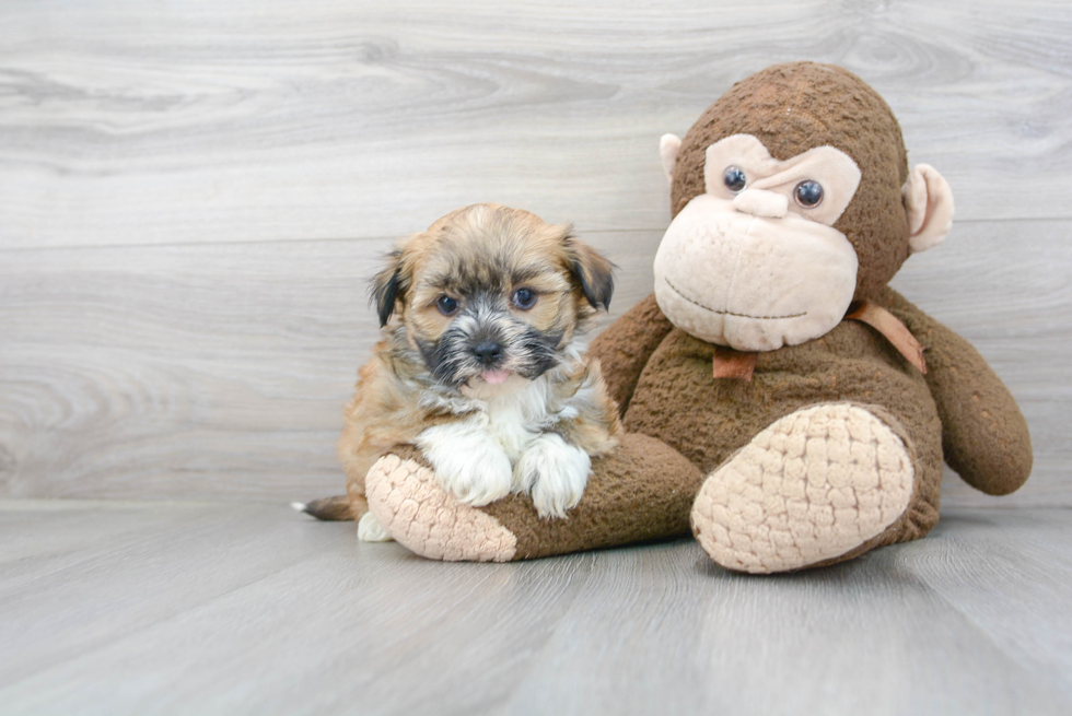 Havanese Puppy for Adoption