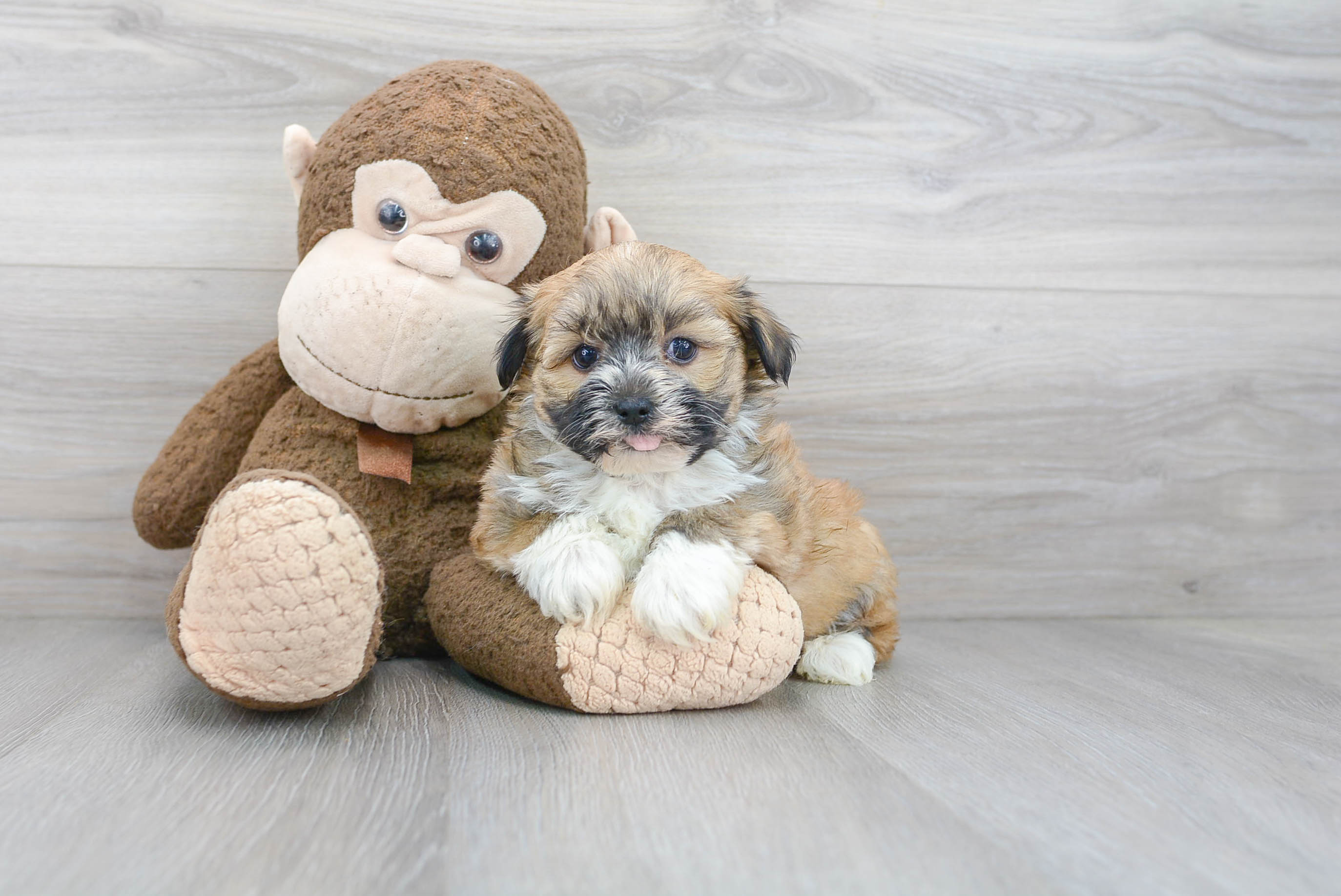 Best Havanese Baby