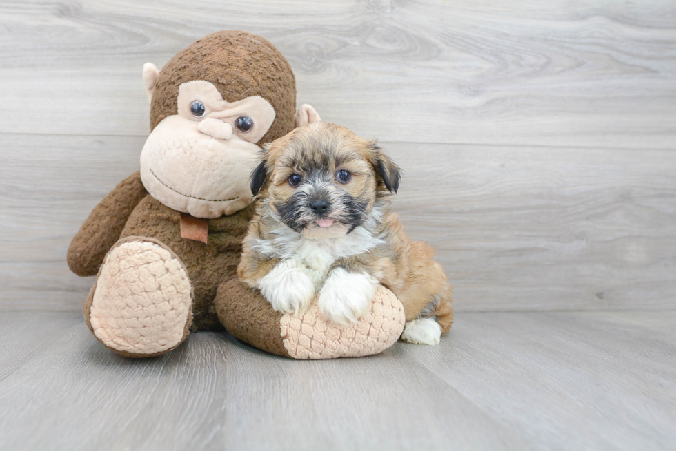 Best Havanese Baby