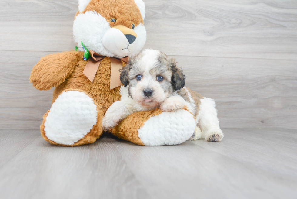 Havanese Pup Being Cute