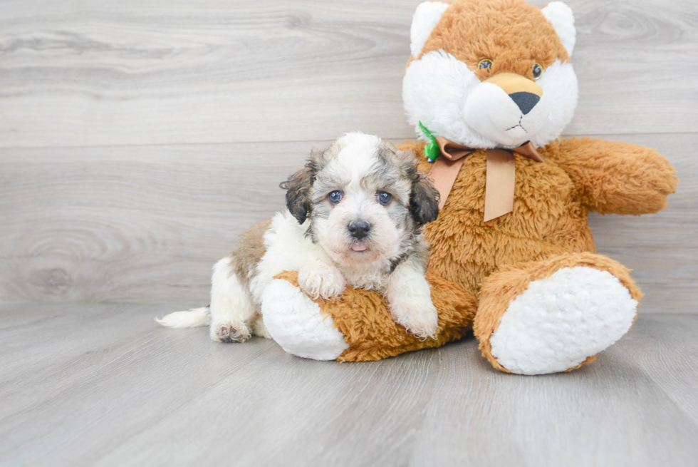 Popular Havanese Purebred Pup