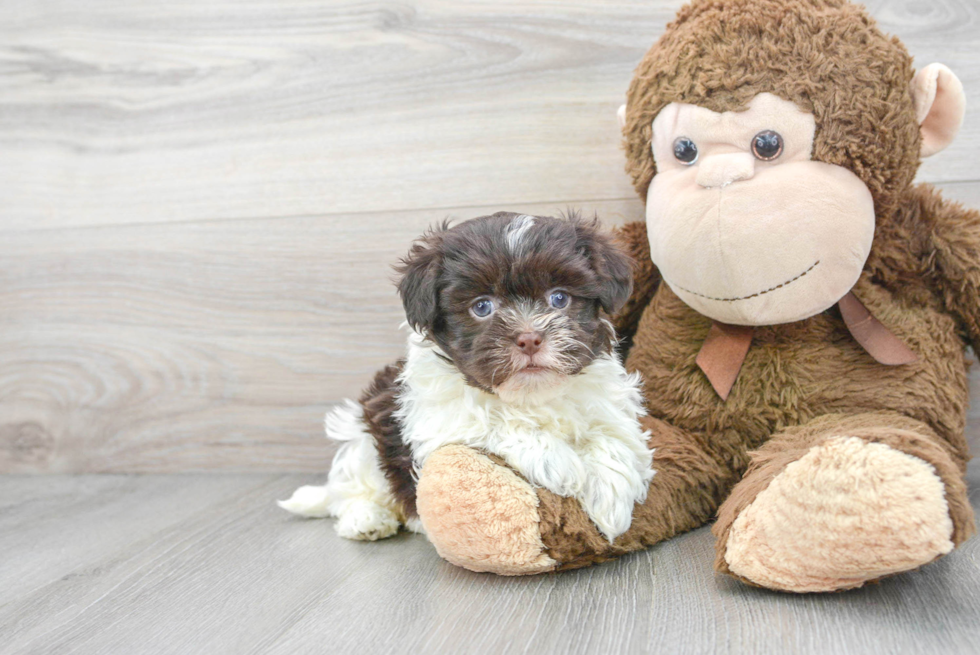 Happy Havanese Purebred Puppy