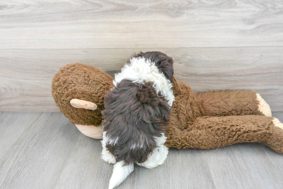Small Havanese Baby