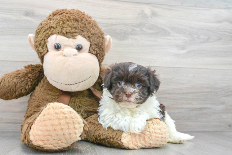 Best Havanese Baby