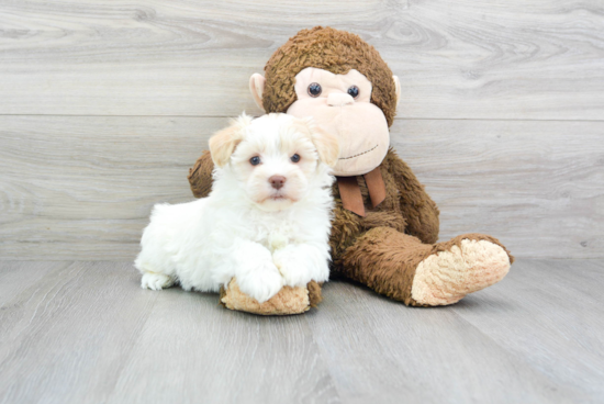 Popular Havanese Baby