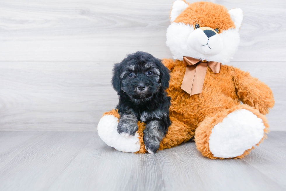 Hypoallergenic Havanese Baby