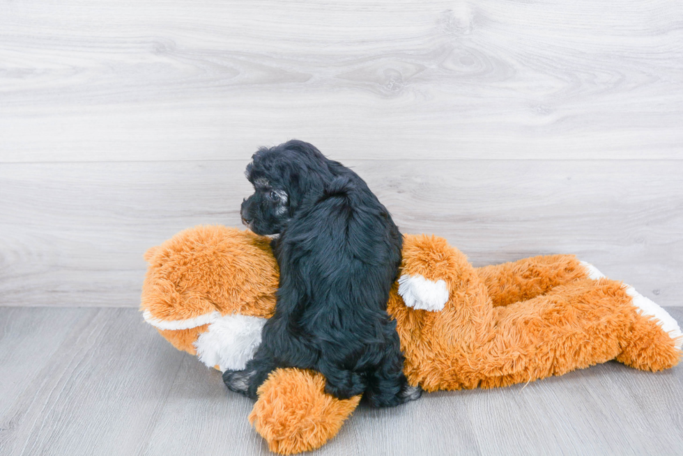 Havanese Puppy for Adoption