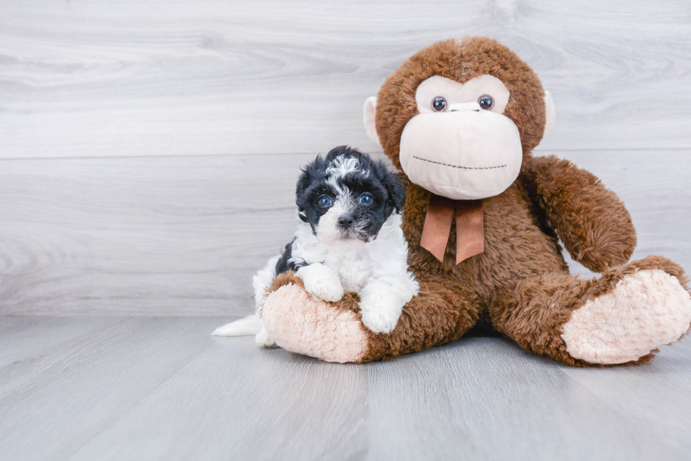 Havanese Puppy for Adoption