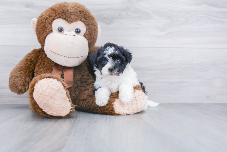 Havanese Pup Being Cute