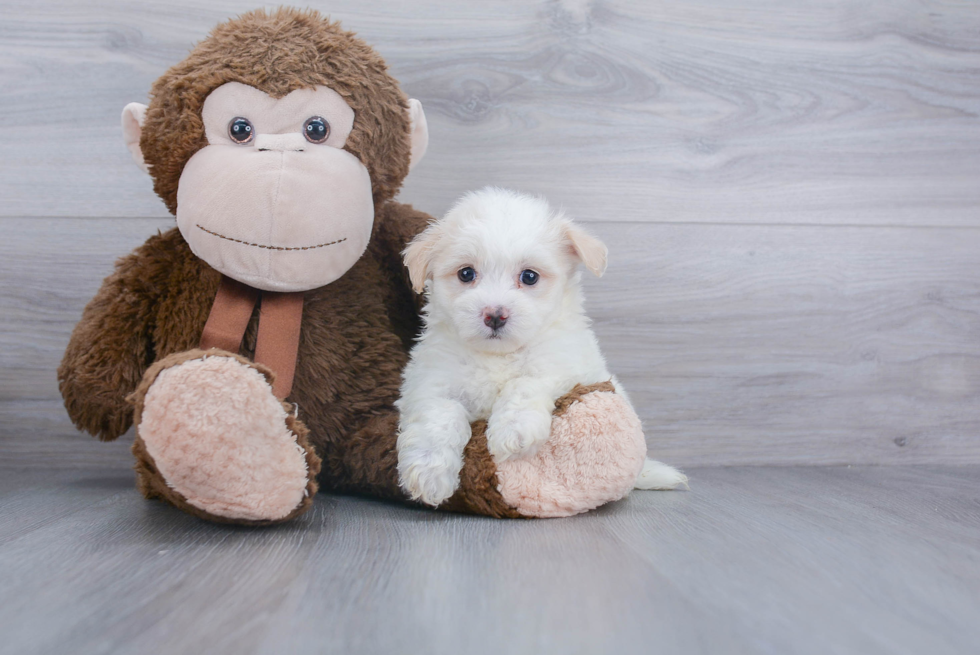 Fluffy Havanese Purebred Puppy